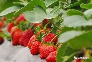 国产精品7m视频草莓,草莓盛宴，视觉盛宴