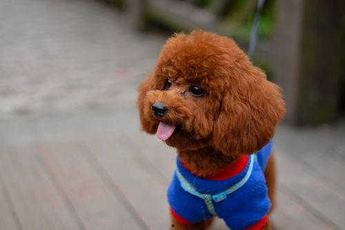 国产泰迪影院在线视频,带你领略国产动画的无限魅力