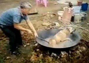 嗷嗷叫在线观看视频国产,嗷嗷叫在线观看，国产视频的魅力之旅