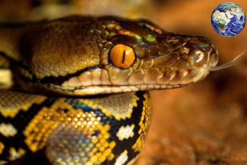 国产大蟒蛇多贵呀视频